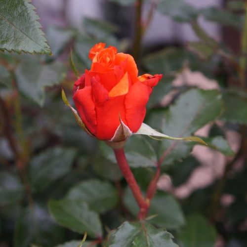 Rosa Wonderful You™ - naranja - Árbol de Rosas Híbrido de Té - rosal de pie alto- forma de corona de tallo recto